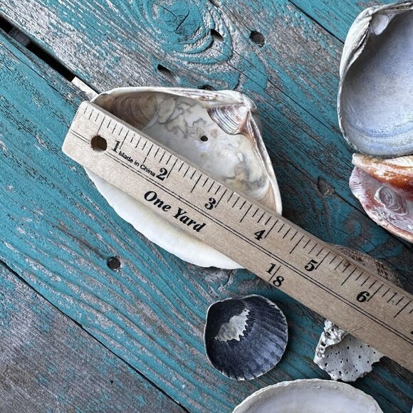 Sea Shells Cypraea Tigris Spike Horned Conch Shell Beach‎ Tropical Lot Of 24 - Picture 8 of 12